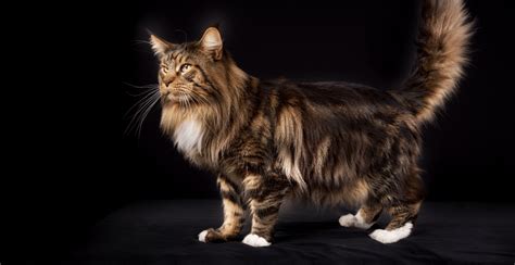 ArTiS indonNesSia Foto SYur cek kucing maine coon murah 274 chip tanpa batas lagu populer image 5