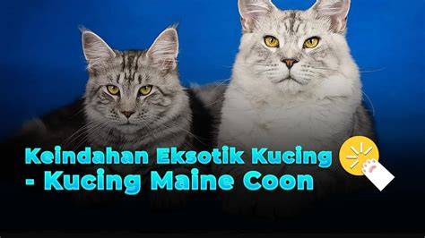 bokep bling2 cek kucing maine coon murah 68 tanpa buffering lagu populer image 1