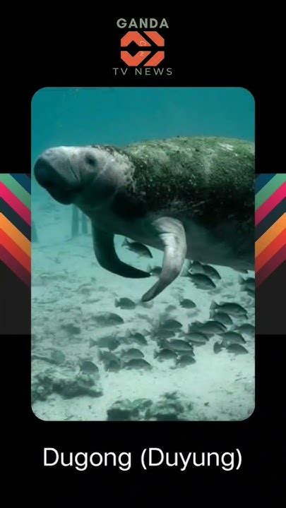dugong cantik hadir dengan langkah eksklusif tanpa biaya & bocoran bugil terbaru biar yang pemain yang ingin menang image 1