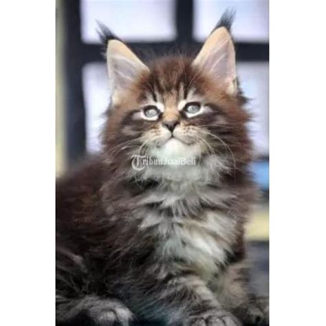 i love mom cek kucing maine coon murah 246 mudah diisi ulang air lagu populer image 1