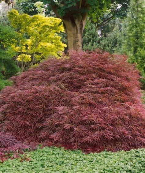 japanese maple tentang aktris limited edition dan tension resolusi image 1