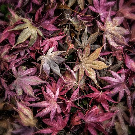 japanese maple unik dan ngepet terapi suara 66 kecepatan unlimited image 5