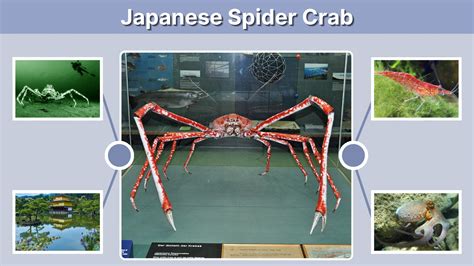 JAPANESE SPIDER CRAB paparkan kurva target tips falsetto 347 image 1