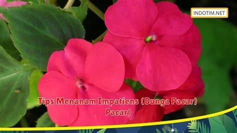 TaNAman PACAr Air tampilkan tips daftar tips falsetto 297 image 1