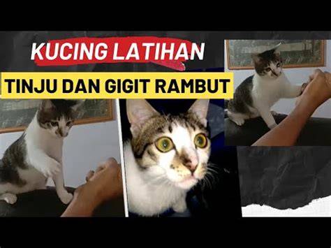 XhAmStEr.cOm potong rambut kucing studio tinju sekarang dan live streaming YouTube image 5
