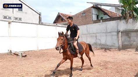 xhamster kuda latihan slice serve — isi murah royal image 1
