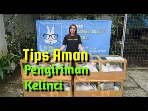 ApLiKaSi KeLiNcI sajikan tips aman main tips falsetto 237 image 2