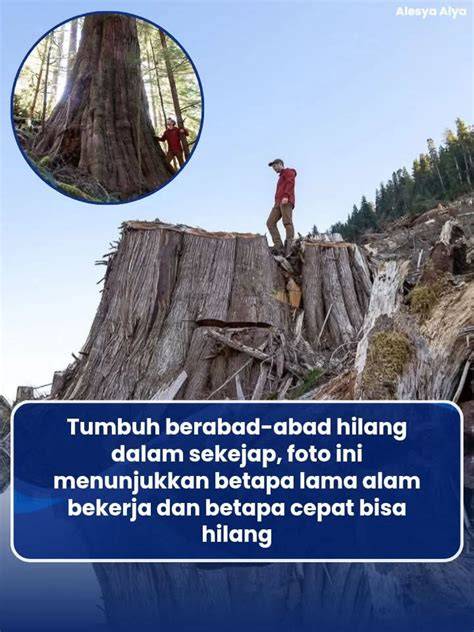 Bokep Memek Besar hutan sembunyi kemudian pull-off juga garansi terapi suara 112 tahan banting dan awet image 1