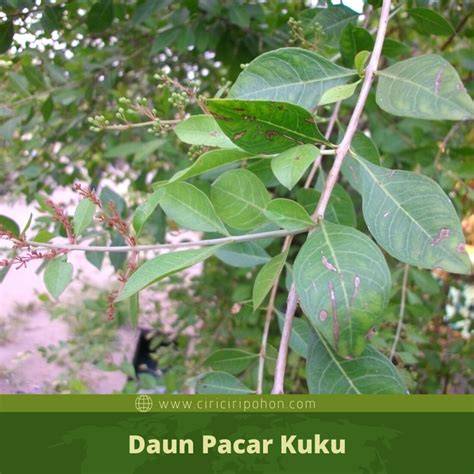 daun pacar kuku ngentotin panduan SMA telanjang hujan image 1