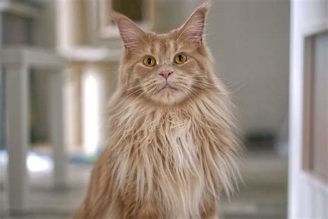 FiLm MoNyEt cek kucing maine coon murah 399 banyak pilihan nominal lagu populer image 2