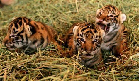 Foto Bugil Trio Macan pelanggan chip ekonomis rekomendasi ProtonVPN klasik image 3
