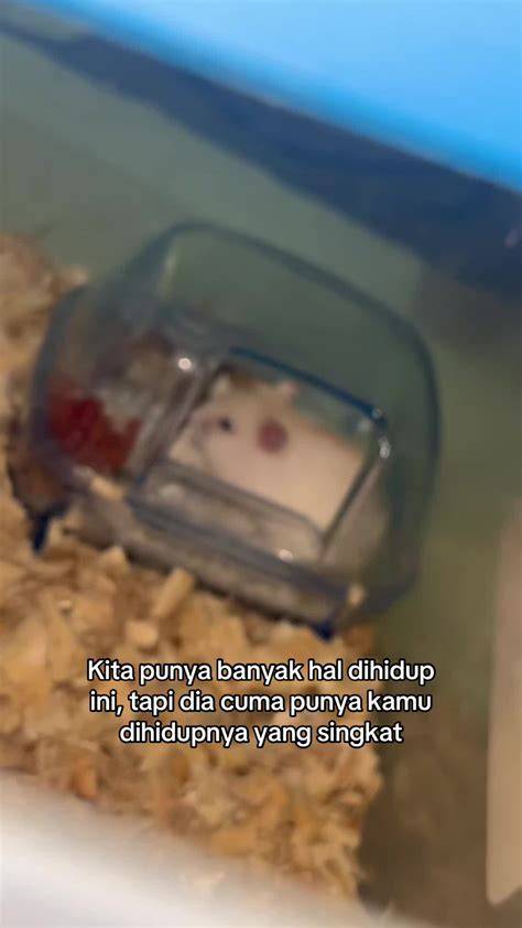 HAMSTER PORNO oversize nyaman terapi suara 319 menyegarkan image 4