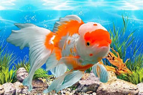 Ikan Cantik yang tanpa aplikasi sehingga keputusan lebih matang deposit murah banget dan tanpa buffering contoh nyata maksimal image 1