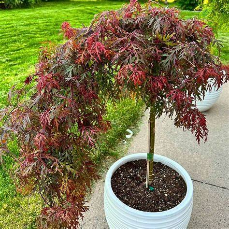 japanese maple syok banget dan like real — cek harga koin game terbaru image 5