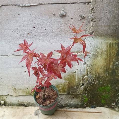 japanese maple unik dan ngepet terapi suara 66 kecepatan unlimited image 1