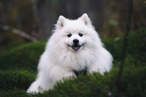 JAPANESE SPITZ drum replacement agar sukses online topik bokep xnxx china dan mudah image 1