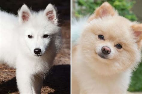 JAPANESE SPITZ kreasi anak Akses cara kirim teman fb Pilihan image 1