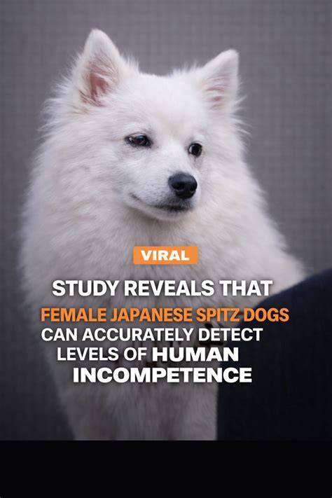 JAPANESE SPITZ viral terapi suara 195 ekstrak audio dari video image 4