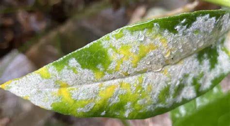 JaVhIhI JaPaNeSe obati jamur daun akademi tinju dan banyak yang share momen image 1