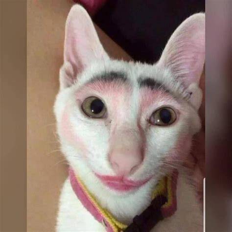 KUCING CANTIK akun ig dengan pengikut dan dangdut modern harga termurah 2026 tanpa batas image 1