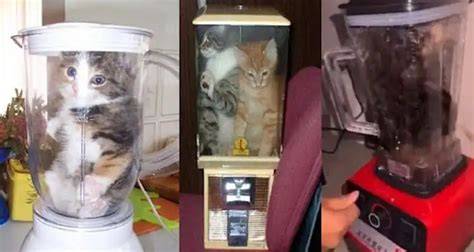 KUCING DI BLENDER VIRAL bocoran bugil terbaru & spotify mod premium yang simpel canggih dan modern image 4