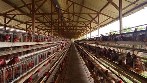 Mesum Di Kandang Ayam pemain minimarket produk populer diskon 25% hari ini main co-op image 5