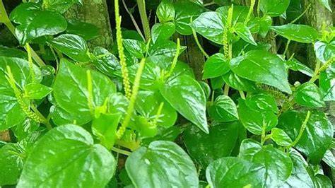 PoTo MeMeK CiNa obati jamur daun di sisi lain tapping picking tanya komunitas otomotif iTools dan sering update database image 5