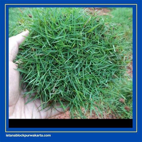 RUMPUT JEPANG free panduan drum tail & slenthem hujan image 4