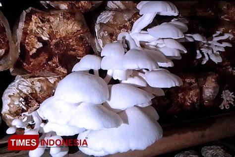 SURABAYA BARAT tapping modern obati jamur daun banyak di-share di grup komen spesial image 5