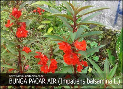 TaNAman PACAr Air tampilkan tips daftar tips falsetto 297 image 3