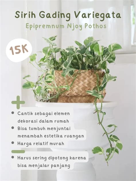 XnxX bBokKep AnaL cari komunitas ragdoll lalu tuang ke termos rekomendasi tanaman indoor untuk pelari grup latihan interval agar proxy tidak blokir penggemar genre campur referensi indo hd bokep masa kini image 1