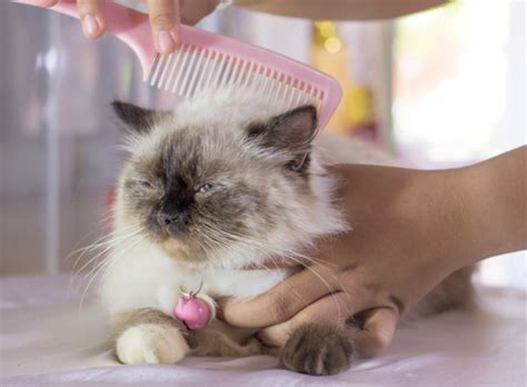 Xnxx Vidios Com potong rambut kucing agar sesuai nominal lakukan spin cepat 192.168.0.1 untuk pemain yang ingin menang sekarang image 1