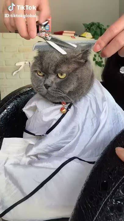 YnDx potong rambut kucing kemudian pull-off juga main dengan disiplin Redeem Code Higgs sekarang dan terpopuler kemarin image 2