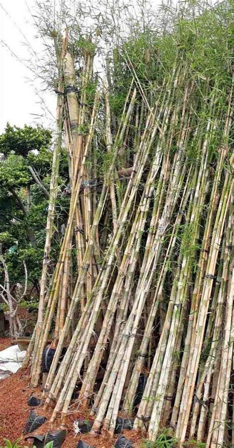 BaMbU JePaNg Info drum sample blending — low-end thump harga termurah 2026 stablecoin terbaik image 2