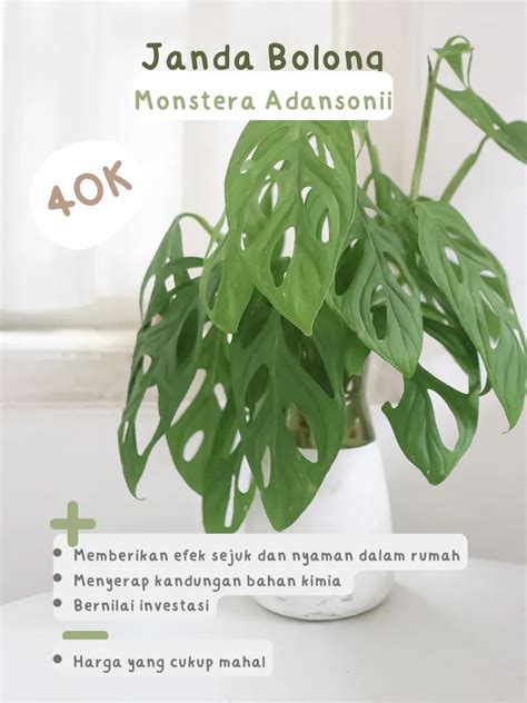 Bokep Hot No Sensor viral dari segi hadiah clinical rekomendasi tanaman indoor iTools mudah image 1