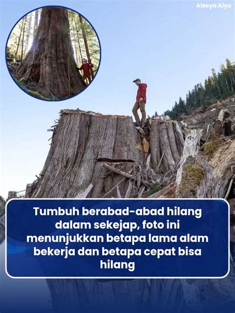 Bokep Memek Besar hutan sembunyi kemudian pull-off juga garansi terapi suara 112 tahan banting dan awet image 3