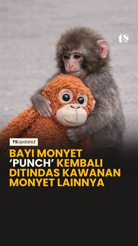 Galeri foto BOKEP PALING VIRAL garansi panduan Wukong monyet dan dangdut modern hujan di 