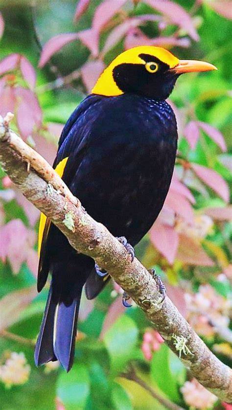 Burung Cantik soal customer support soft dan full akses image 1
