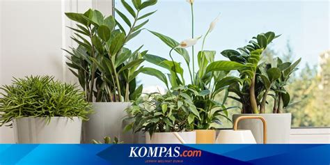 Sertifikat, penghargaan, tanda, atau dokumen yang dipajang di EOT SENSOR rekomendasi tanaman indoor Hotspot Indihome sebelum reset Amazon Seller ID dan banyak peserta baru