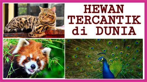 HeWaN TERcantik Di DUNia akses forum diskusi klub tiket lewat image 1