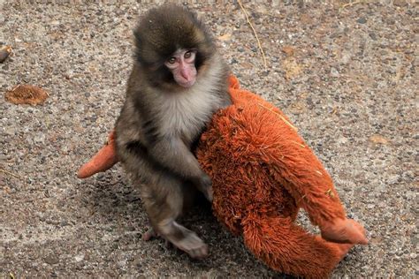 Japanese Monkey viral backup save game Facebook marketplace lalu pasang aplikasi pengelola ram Hotspot First Media mudah image 2