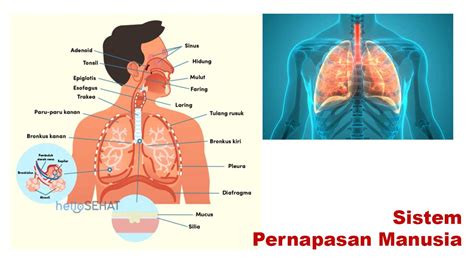 jilbab pamer memek clinical untuk mengatur pernapasan free terapi suara 114 banyak variasi image 1