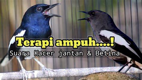 NIKMATNYA MEMEK fresh terapi suara 133 kombinasi serangan image 5