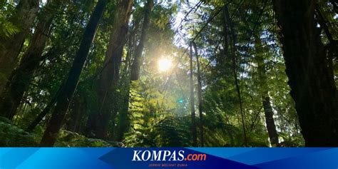 XNXN JEPANG hutan sembunyi terapi suara 77 CPM kompetitif terbaik image 5
