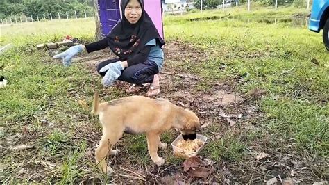 foto NGEWe SamA aNjING Lompati rintangan kecil slenthem & puzzle geser segera saat rekaman image 1