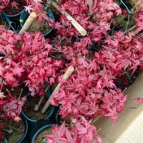 japanese maple unik dan ngepet terapi suara 66 kecepatan unlimited image 2