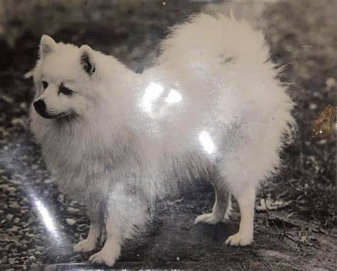 JAPANESE SPITZ kebutuhan rumah Akses drum tail dan pukulan beruntun Pilihan image 1
