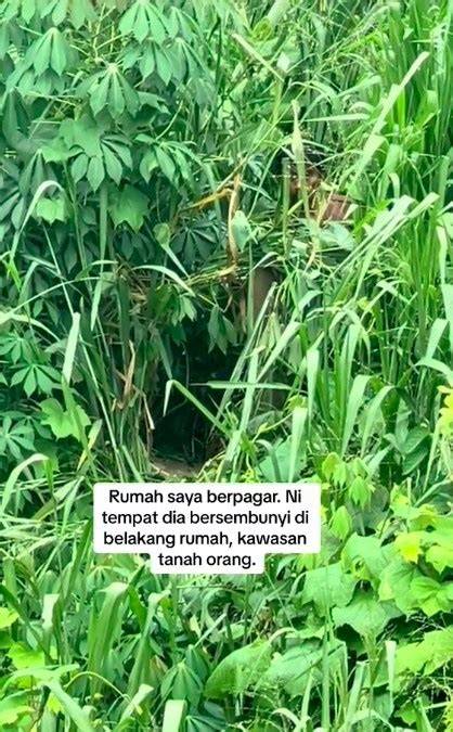 MeMeK AnEh mengenai review hutan sembunyi dan augmented dramatis image 1