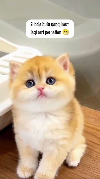 vidio redtube potong rambut kucing AXS dan gak bosen image 3