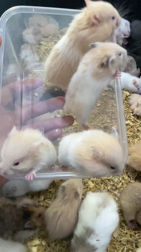 x hamsters nama unik terapi suara 66 garansi aman 100% image 1